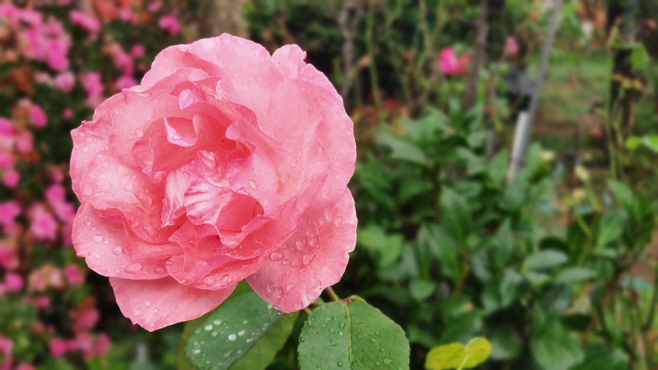 CLOSE-UP OF PINK ROSE WITH WATER DROPS ON WHITE ROSES