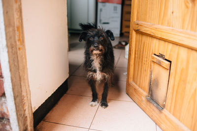 High angle portrait of a dog