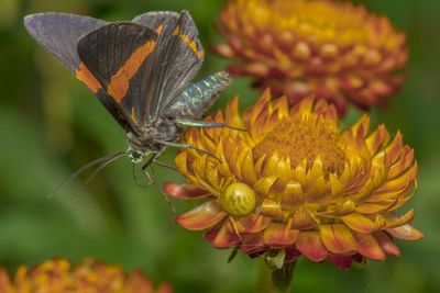 Close-up side view of butterfly on flower