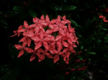 Close-up of red flowers