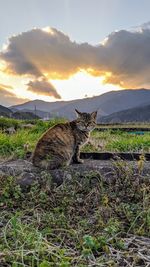 View of a cat on field against sky