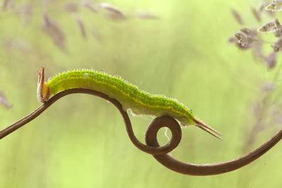 Close-up of lizard on leaf