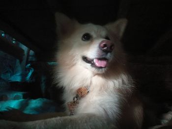 Close-up of a dog looking away