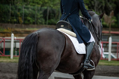 Rear view of horse standing on field