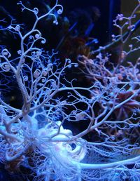 Close-up of jellyfish in aquarium