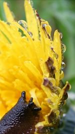 Close-up of yellow flower