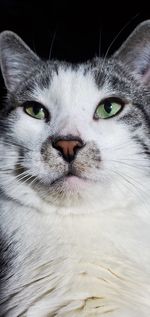 Close-up portrait of cat