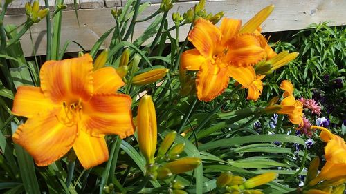 Close-up of yellow flower