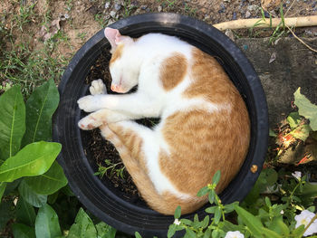 High angle view of cat sleeping by plants