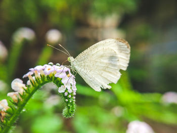 Close-up of butterfly pollinating on flower