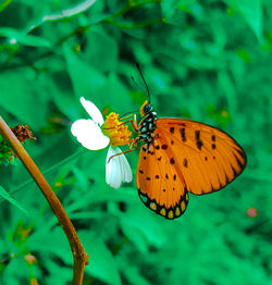 Close-up of butterfly pollinating on flower