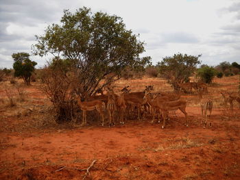 Gazelles on field