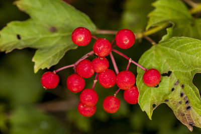 Close-up of red berries growing on tree