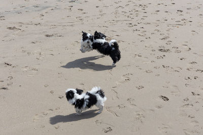 Havanese puppy