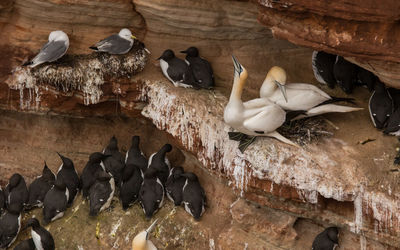 High angle view of pigeons