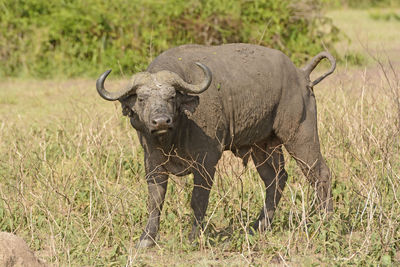 Cape buffalo in the veldt in queen elizabeth national park in uganda
