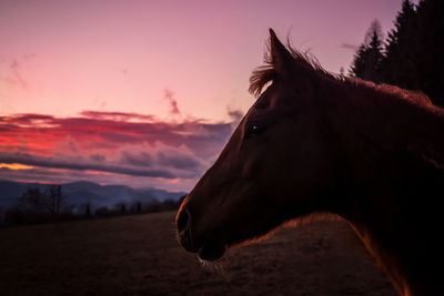 Horse standing against sky during sunset