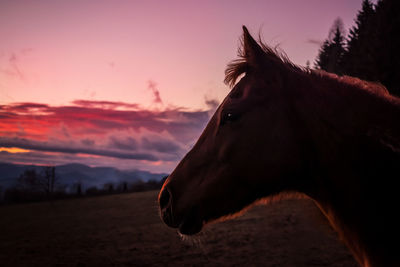 A horse in the pasture at the sunset