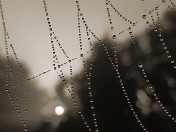 Close-up of wet spider web