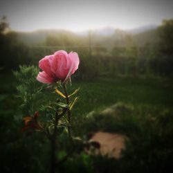 Close-up of flowers blooming in field