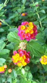 Close-up of fresh pink flowers blooming in park