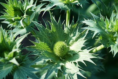 Close-up of flowering plant