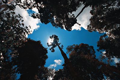 Low angle view of silhouette trees against sky