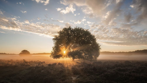 Tree against sky during sunset