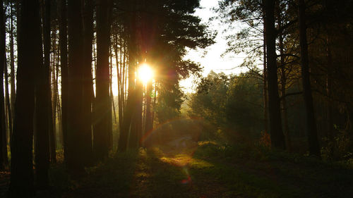 Trees in forest against sky