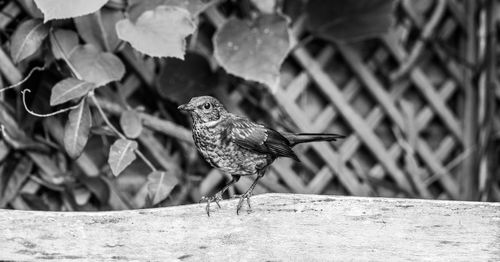 Close-up of bird perching on wood