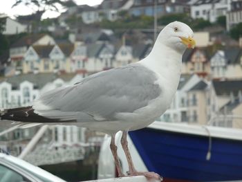 Close-up of seagull perching outdoors