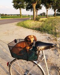 Portrait of dog on the road