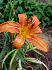 Close-up of flower