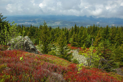 Plants growing on land against sky during autumn