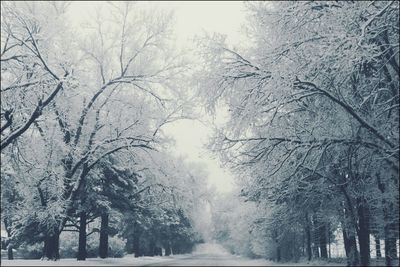 Trees against sky during winter