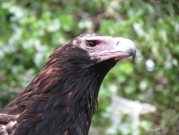 Close-up of owl