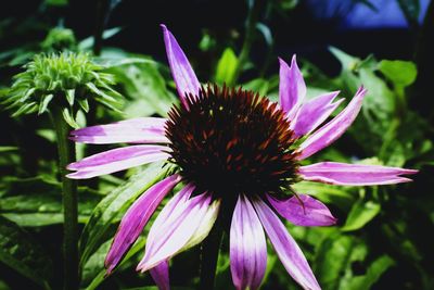 Close-up of pink flower