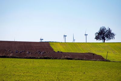 Scenic view of field against clear sky