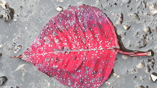 Close-up of wet red water