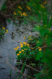 Close-up of yellow flowers
