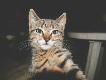 Close-up portrait of tabby cat