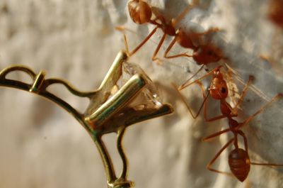 Close-up of ant