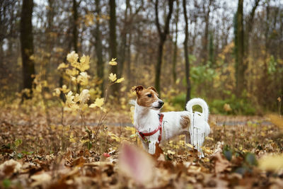 Dog walking in autumn park