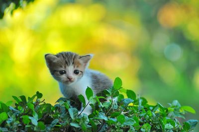 Portrait of kitten sitting in a plant