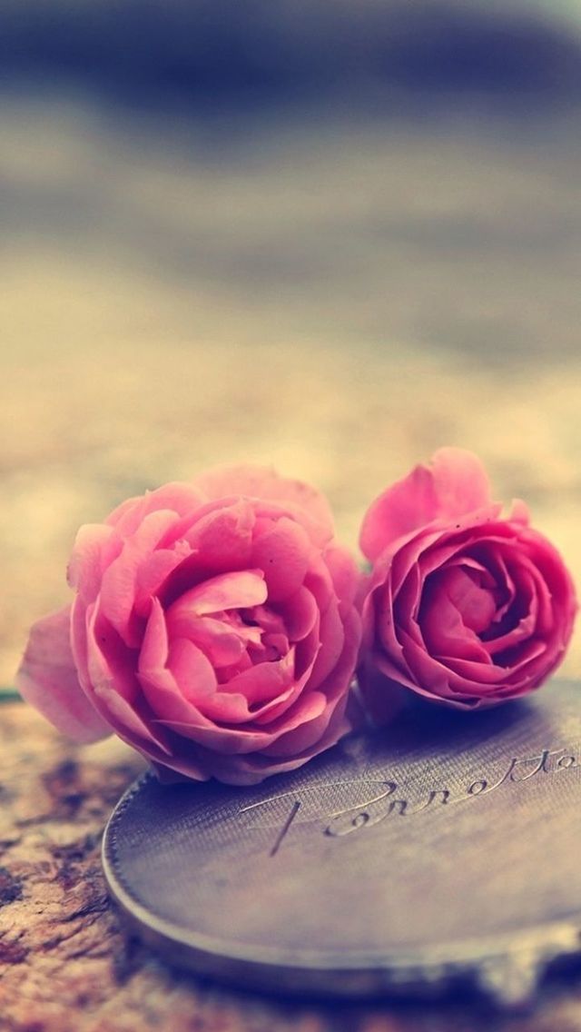 flower, pink color, indoors, close-up, rose - flower, freshness, focus on foreground, petal, still life, selective focus, fragility, table, red, pink, flower head, love, no people, heart shape, beauty in nature, nature