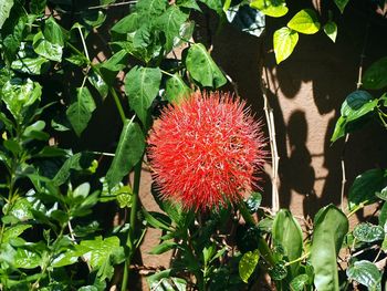 Close-up of red flowers