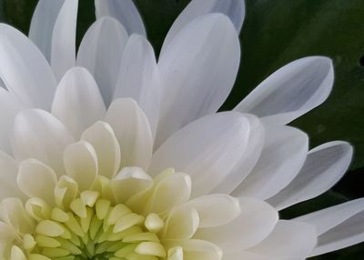 Close-up of white flowering plant