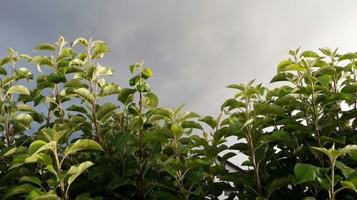 Plants growing in farm against sky