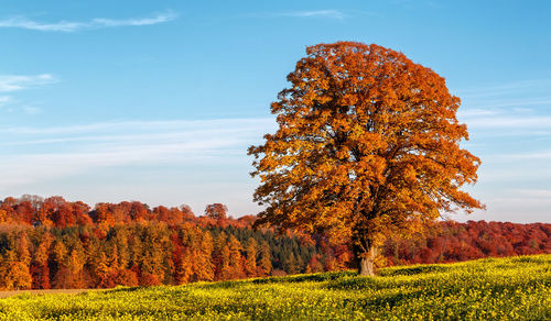 Autumn tree on field against sky