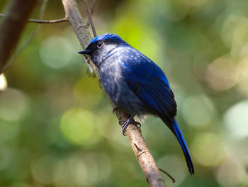 Close-up of bird perching on branch